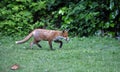 Urban fox cubs exploring the garden Royalty Free Stock Photo