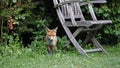 Urban fox cubs exploring the garden Royalty Free Stock Photo