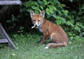 Urban fox cubs playing in the garden Royalty Free Stock Photo