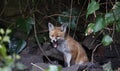 Urban fox cubs playing in the garden Royalty Free Stock Photo