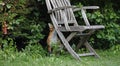 Urban fox cubs exploring the garden Royalty Free Stock Photo