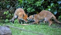 Urban fox cubs playing in the garden Royalty Free Stock Photo