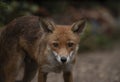 Urban fox in a garden Royalty Free Stock Photo