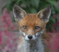 Urban fox among garden flowers Royalty Free Stock Photo