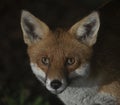 An urban fox at night Royalty Free Stock Photo