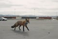 Urban fox scavenging on the edge of parkland in a residential area. Neural network AI generated