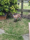 Urban fox searching for food Royalty Free Stock Photo