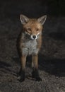 Urban fox visiting the garden Royalty Free Stock Photo