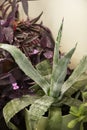 An urban garden with aloe aloe plant with dew drops rolling on the surface and many spikes on the edges and in the background some Royalty Free Stock Photo