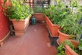 Urban garden for the cultivation of vegetables inside flower pot