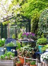 Urban garden / small / mini / English flowers vertical garden nice and green fresh start of the spring