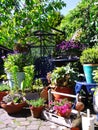 Urban garden, small or mini English flowers vertical patio garden nice and green fresh start of the spring for growing your own ve