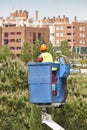 Urban gardener pruning a cypress with a crane. Seasonal