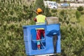 Urban gardener pruning a cypress on a crane. Seasonal