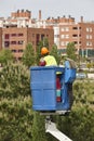 Urban gardener pruning a cypress with a crane. Seasonal works