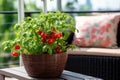 Urban gardening, balcony garden design ideas. Home growing vegetables in apartment balcony. Pot with small cherry