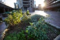 Urban gardening in the city square Royalty Free Stock Photo