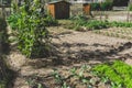 Urban gardening. City urbanized vegetable garden. Growing, farming vegetables in the city. Agriculture of organic hand grown food