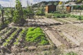 Urban gardening. City urbanized vegetable garden. Growing, farming vegetables in the city. Agriculture of organic hand grown food Royalty Free Stock Photo