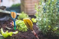 Urban gardening: cultivation of tasty herbs on fruitful soil in the own garden, raised bed. Basil, & x22;Basilikum Royalty Free Stock Photo