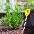 Urban gardening: cultivation of tasty herbs on fruitful soil in the own garden, raised bed. Rosemary Royalty Free Stock Photo