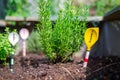 Urban gardening: cultivation of tasty herbs on fruitful soil in the own garden, raised bed. Rosemary Royalty Free Stock Photo