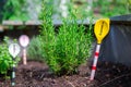 Urban gardening: cultivation of tasty herbs on fruitful soil in the own garden, raised bed. Rosemary Royalty Free Stock Photo