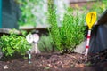 Urban gardening: cultivation of tasty herbs on fruitful soil in the own garden, raised bed. Rosemary Royalty Free Stock Photo