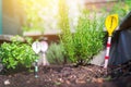 Urban gardening: cultivation of tasty herbs on fruitful soil in the own garden, raised bed. Rosemary Royalty Free Stock Photo