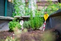 Urban gardening: cultivation of tasty herbs on fruitful soil in the own garden, raised bed. Rosemary Royalty Free Stock Photo