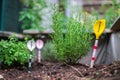 Urban gardening: cultivation of tasty herbs on fruitful soil in the own garden, raised bed. Rosemary Royalty Free Stock Photo