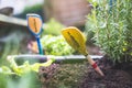 Urban gardening: cultivation of tasty herbs on fruitful soil in the own garden, raised bed. Rosemary Royalty Free Stock Photo