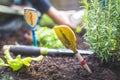 Urban gardening: cultivation of tasty herbs on fruitful soil in the own garden, raised bed. Rosemary Royalty Free Stock Photo