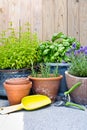 Urban gardening, fresh herbs in pots