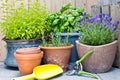 Urban gardening, fresh herbs in pots