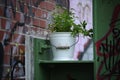 Urban Gardening. fresh lovage herb