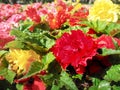 Urban gardening. The greening of cities. A yellow and red blooming begonias in the flower bed. Autumn flowers. Royalty Free Stock Photo