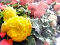 Urban gardening. The greening of cities. A yellow and red blooming begonias in the flower bed. Autumn flowers. Royalty Free Stock Photo