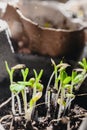 Urban Gardening, Growing Vegetables at Home, basil Baby Plants. healthy super food Royalty Free Stock Photo