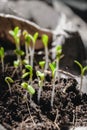 Urban Gardening, Growing Vegetables at Home, basil Baby Plants. healthy super food Royalty Free Stock Photo