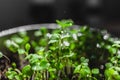 Urban Gardening, Growing Vegetables at Home, basil Baby Plants. healthy super food Royalty Free Stock Photo
