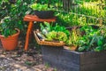 Urban gardening - harvesting vegetables from raised bed and potted plants
