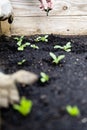 Urban gardening with raised bed