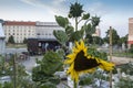 Urban gardening