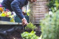 Urban gardening: Woman is planting fresh vegetables and herbs on fruitful soil in the own garden, raised bed Royalty Free Stock Photo