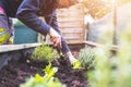 Urban gardening: Woman is planting fresh vegetables and herbs on fruitful soil in the own garden, raised bed Royalty Free Stock Photo