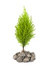 Urban Greening, Cypress Pine Sapling Royalty Free Stock Photo