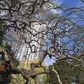 urban greening through tree growth