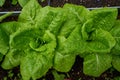 Urban homestead with lettuces