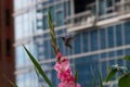 Urban hummingbird with a pink gladiolus